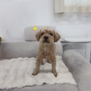 고래PC | 울산 브라질리언 왁싱후기_ 빠르고 저통증 왁싱 프롬더하트