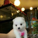 베스애견 이미지