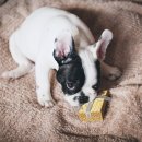 위더스동물의료센터 이미지