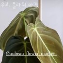 우보플라워마켓 이미지