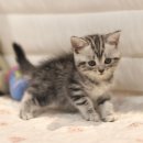 아메숏 캐터리 | 아메리칸숏헤어캐터리 건강하고 귀여운 아메숏 만나기 도레미캣