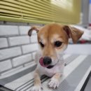 낼름&애견샵 이미지