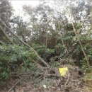 온평리-10 이미지