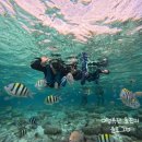 유영세탁소 | 아이들과 세부여행, DAY3, 제이파크 조식 룸서비스, 밀리네 호핑투어, 샹스몰 발마사지