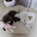 사계절 애견 켄넬 | 강아지쿠션 애견방석 신상 퍼핑 빈백 소파 후기