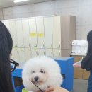 영천애견미용 이미지