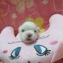 (주)말티 Daum카페