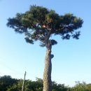 소나무푸드 이미지