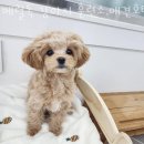 베럴독 이미지