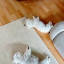 올데이펫 | 강아지 매트 소변 실수 걱정 없는 하티 올데이 펫러그