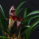 꽃보다 보세 이미지