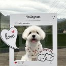 풍경운동장 | [양주애견카페] 애견 운동장이 있는 두루두루 : 포토존 가득, 견생샷 건진 후기