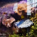 아쿠아플라넷 제주 이미지