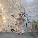 멍멍이와 야옹이 나들이 | 홍대 동물 카페 아기랑 홍대 동물원 내부 요금 주차 평일 동물종류