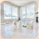 허스키 사랑 | 영월 유기동물보호센터 허스키 입양 후회 없는 선택을 위한 모든 것