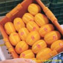 은희상회 - 제주시 성화로 31 | 은희상회