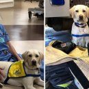 (주)코로나펫 이미지