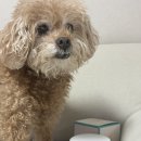 빌리 | 강아지 탈취제 포카앤빌리 후기