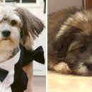 [ABC News] South Korea's Dog Cloning Industry Raises Ethical Red Flags - 디스커버리 개 복제 프로 관련 이미지