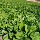 한진농장 2 이미지