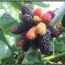 종오농장 이미지