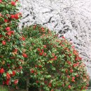 온천천시민공원 동백 이미지