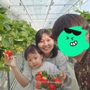 개울농장 가기전 | 파주 코알라딸기농장┃34개월 미만 무료! 아이와 함께 가기 좋은 딸기따기 체험🍓