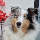 진이네 강아지풀 이미지