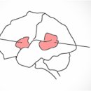 뇌의 언어영역: 브로카(Broca) 영역과 베르니케(Wernicke) 영역 이미지