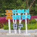 깊어가는 가을의 플로리스트(10월) | 강원도 인제가볼만한곳 2025년 인제가을꽃축제 방문 후기 주차 입장료(10/3일방문)