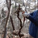 대박가운 Daum카페