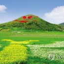 함평나비(무안) 이미지
