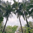 메카클럽 | 임신 29주 30주차 나트랑 태교여행 2편(65번 과일가게, 더아남, 아로마스파, 비치클럽 햄버거)