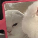 룰루랄라 이미지