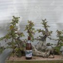 김주일농장 이미지