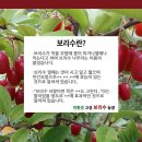 고성보리수 이미지