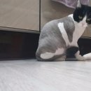 꼬리치랑개 이미지