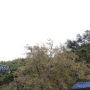 창원 인곡리 모과나무 이미지