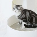 데본냥이 이미지