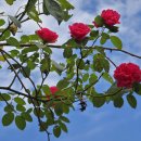 양동회관 이미지