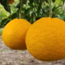 정안농장 이미지