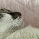 하남플러스동물병원 이미지