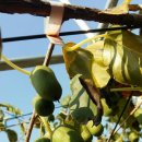 다래실천 이미지