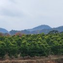 금송농장2 이미지