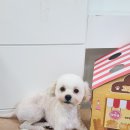 허니애견 이미지