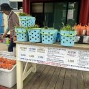 보광목장 이미지