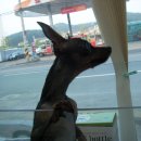 팻 빌리지 이미지