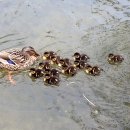 미운오리새끼 이미지