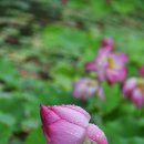 가락재로 이미지