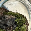 (원데이) 나만의 작은 숲, 테라리움 | [부산] 테라리움 원데이 클래스, "쏘슬로우플랜트랩" 유리병 속 나만의 숲속 꾸며보기!